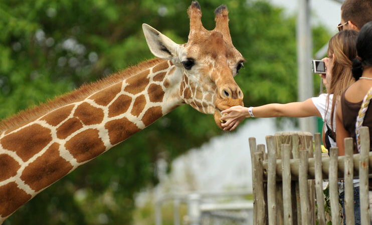 肯亞動物大遷徙 Safari｜世界七大自然奇觀深度獵遊之旅